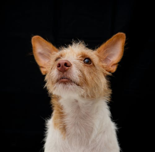 Kostenloses Stock Foto zu gucken, haustier, hund