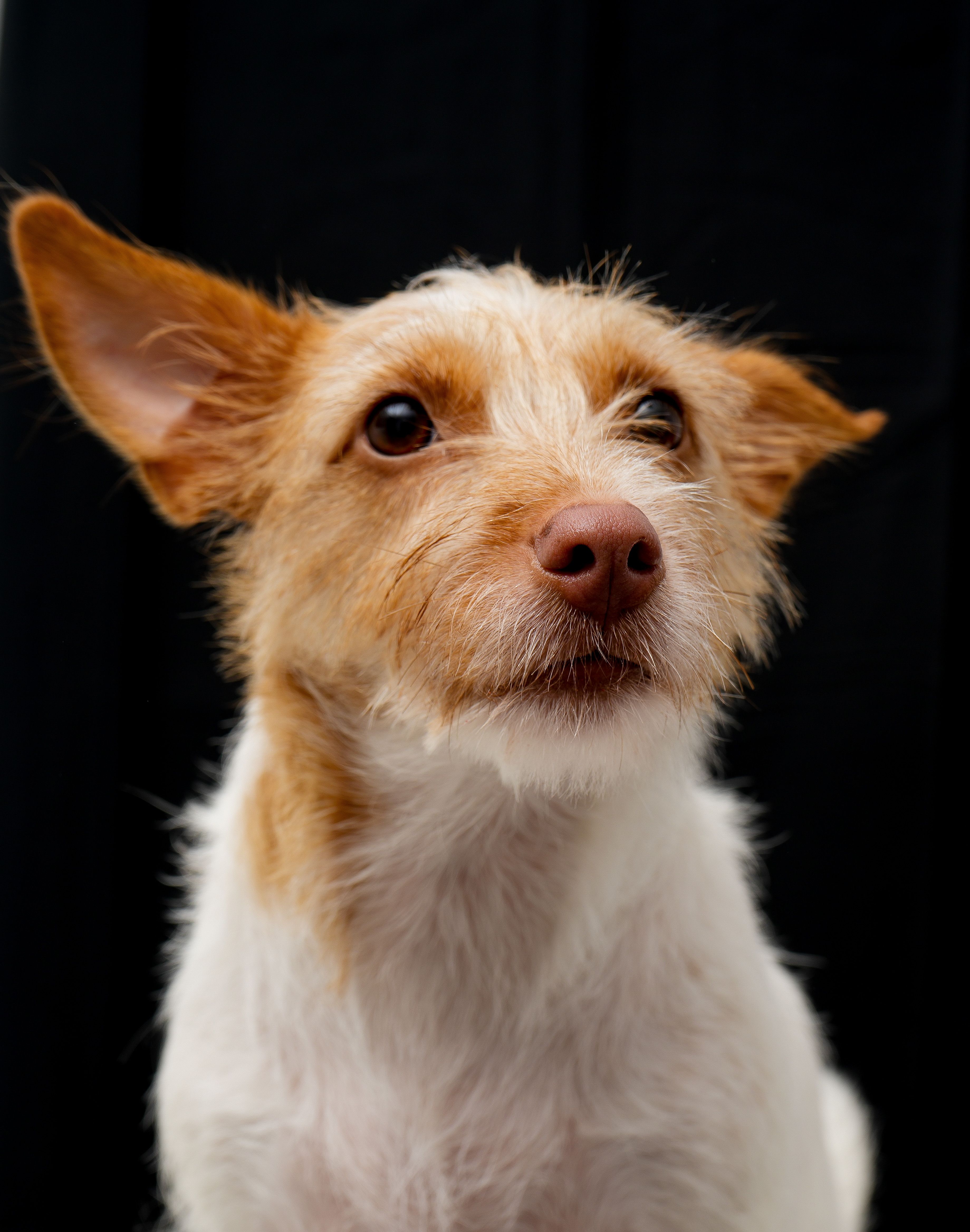 Portrait of a White and Brown Dog Wearing a Red Bow Tie · Free Stock Photo
