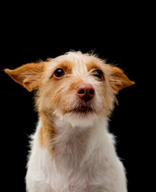 Kostenloses Stock Foto zu gucken, haustier, hund