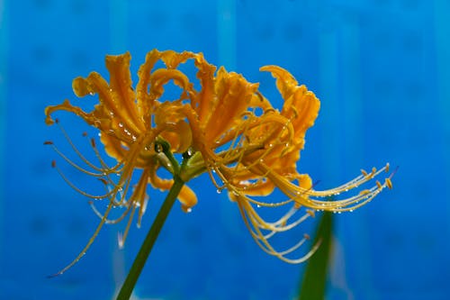  golden needle flower 