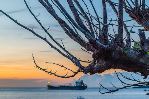 Бесплатное стоковое фото с грузовое судно, дерево, закат