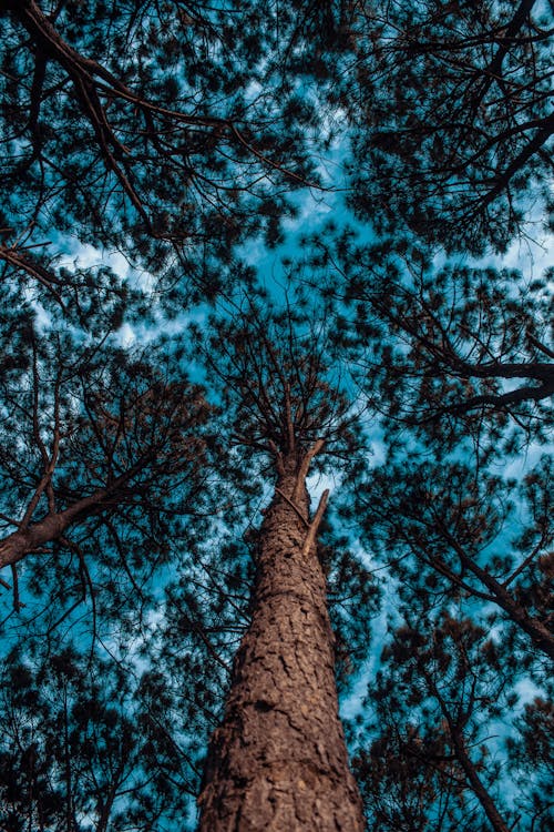 Immagine gratuita di foresta, foresta di alberi, foresta di montagna