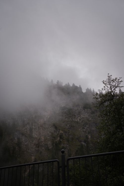 Free Mystical forest scene with dense fog obscuring trees, creating an enigmatic atmosphere. Stock Photo