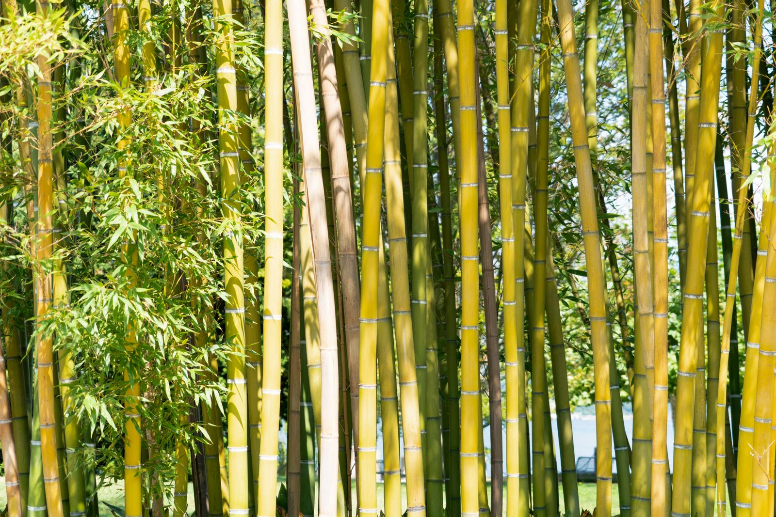 Bamboo Farming & Technical Services