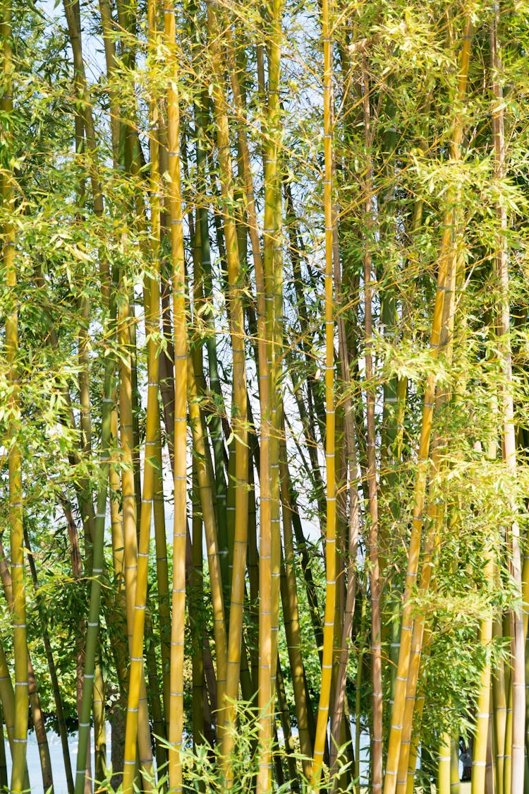 Tall Bamboo Trees In Cluster