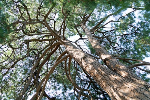 Foto profissional grátis de alto, árvores, filiais