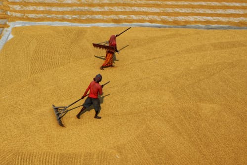 Farmers Drying Unhusked Rice
