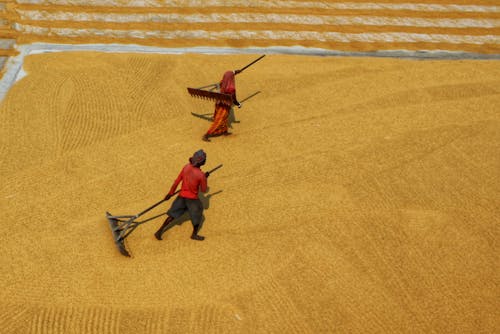 Základová fotografie zdarma na téma farmáři, hrábě, lidé