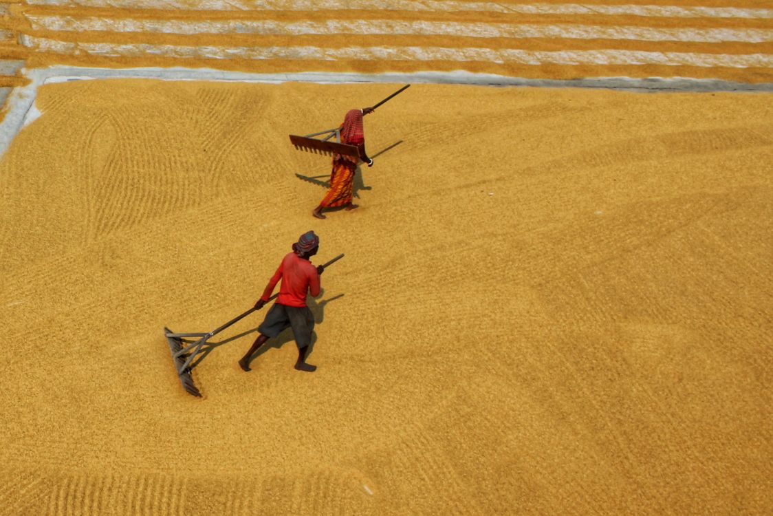 Traditional Rice Drying Farmers Drying Unhusked Rice · Free Stock Photo