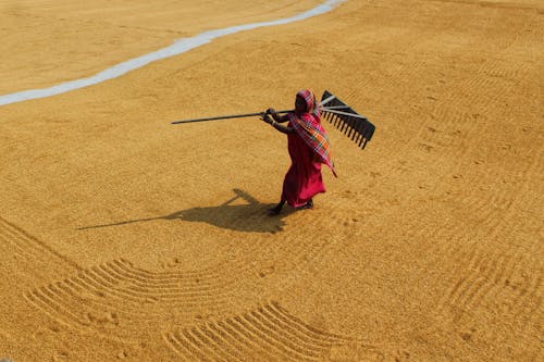 A Woman Walking on a Field Full of Grains 