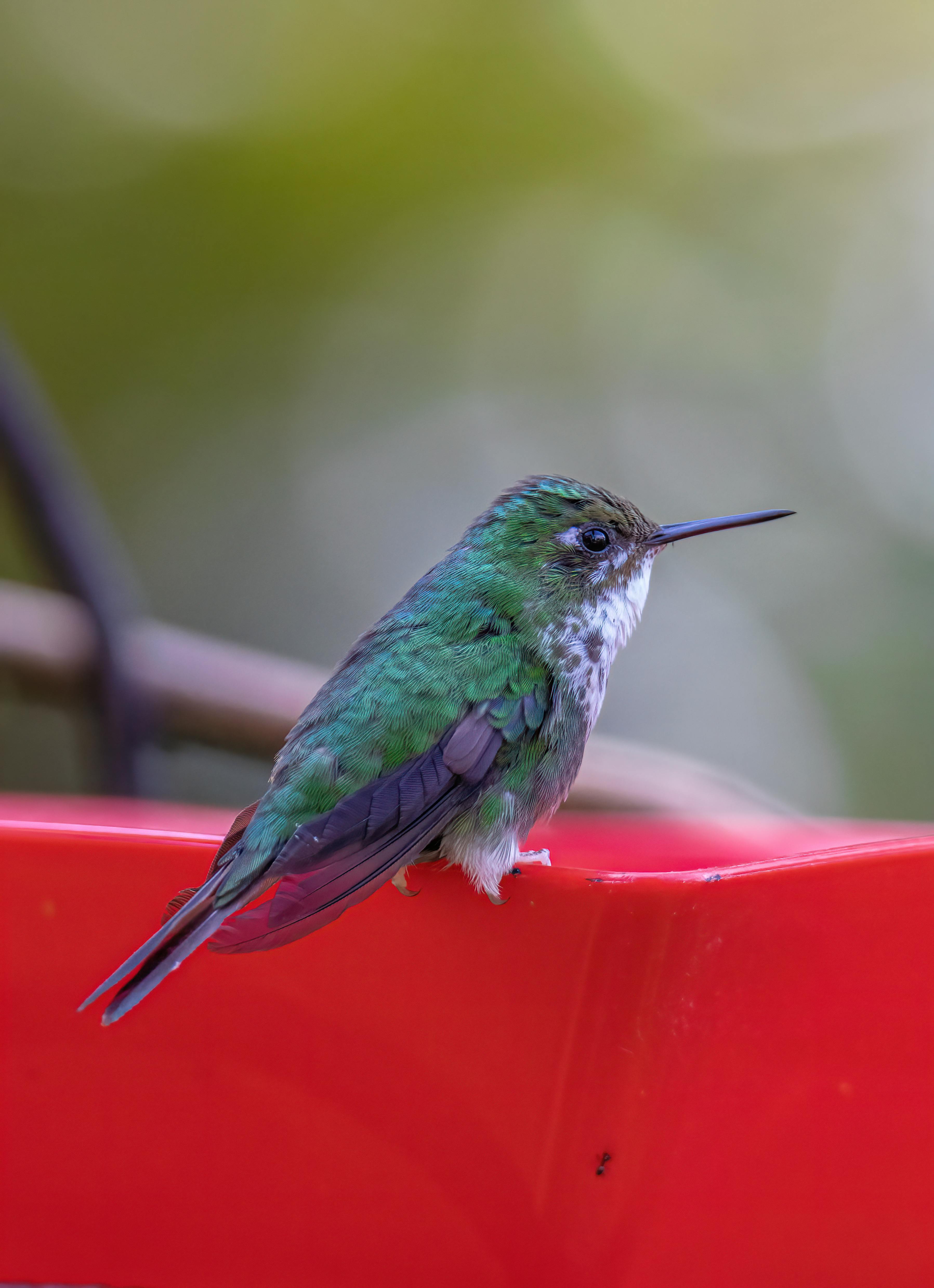 193.501+ Fotos y Imágenes de Colouring birds wallpaper Gratis · Banco de Fotos Gratis