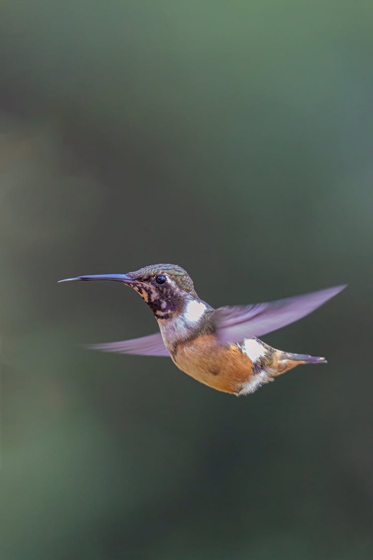 Close-up Of A Hummingbird Flying