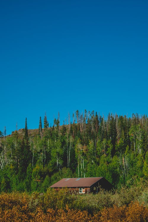 Darmowe zdjęcie z galerii z błękitne niebo, drewniany dom, drzewo iglaste