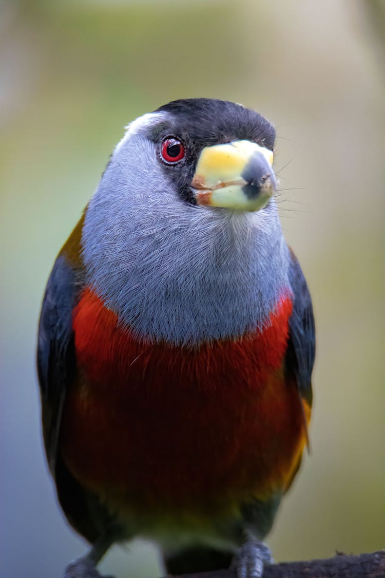 Close-up Of A Toucan Barbet