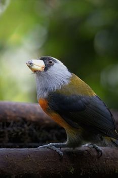 Detailed close-up of a vibrant barbet bird perched on a branch, showcasing its colorful plumage.