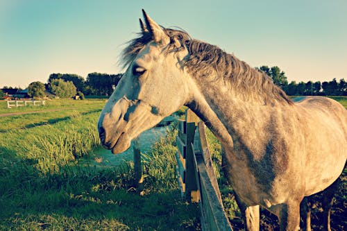 Δωρεάν στοκ φωτογραφιών με αγρόκτημα, άλογο, βοσκοτόπι