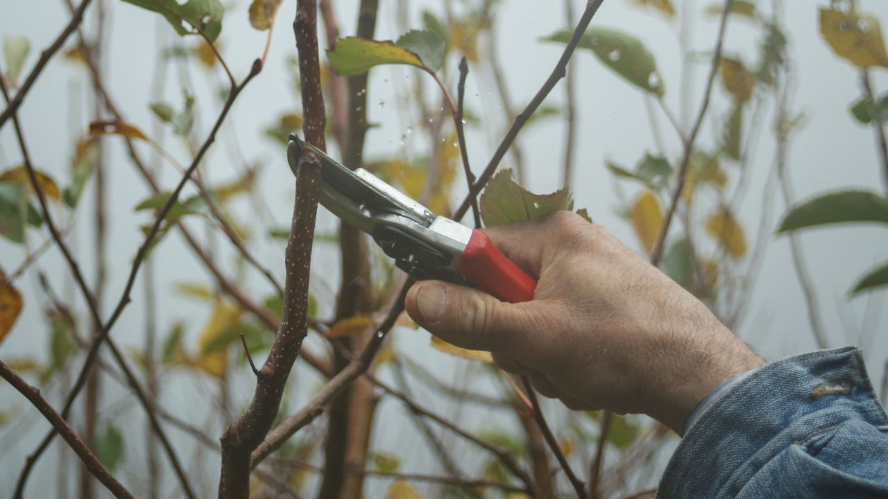 Trim It or Take It Down? How We Decide
