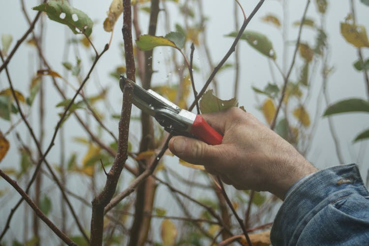 Hand Holding Branch Clipper