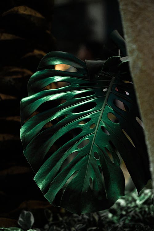 Green Leaf in Close Up Photography