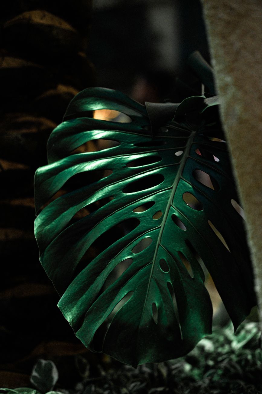 Dark and moody close-up of a Monstera leaf showcasing its unique perforations.. dark, moody, close