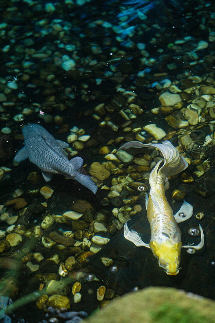 Koi Fishes Swimming In The Aquarium