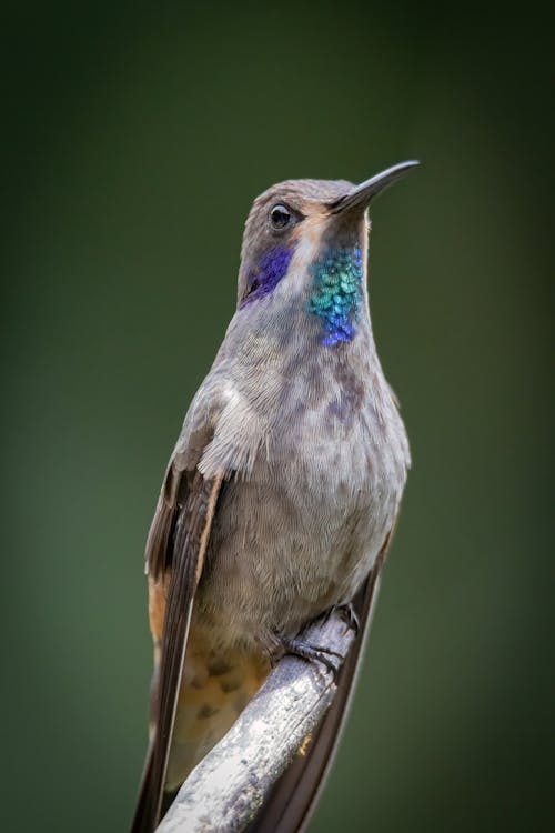 Close-Up Shot of a Hummingbird 