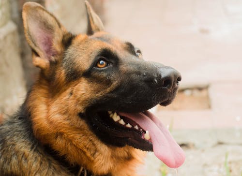 Imagine de stoc gratuită din a închide, adorabil, animal