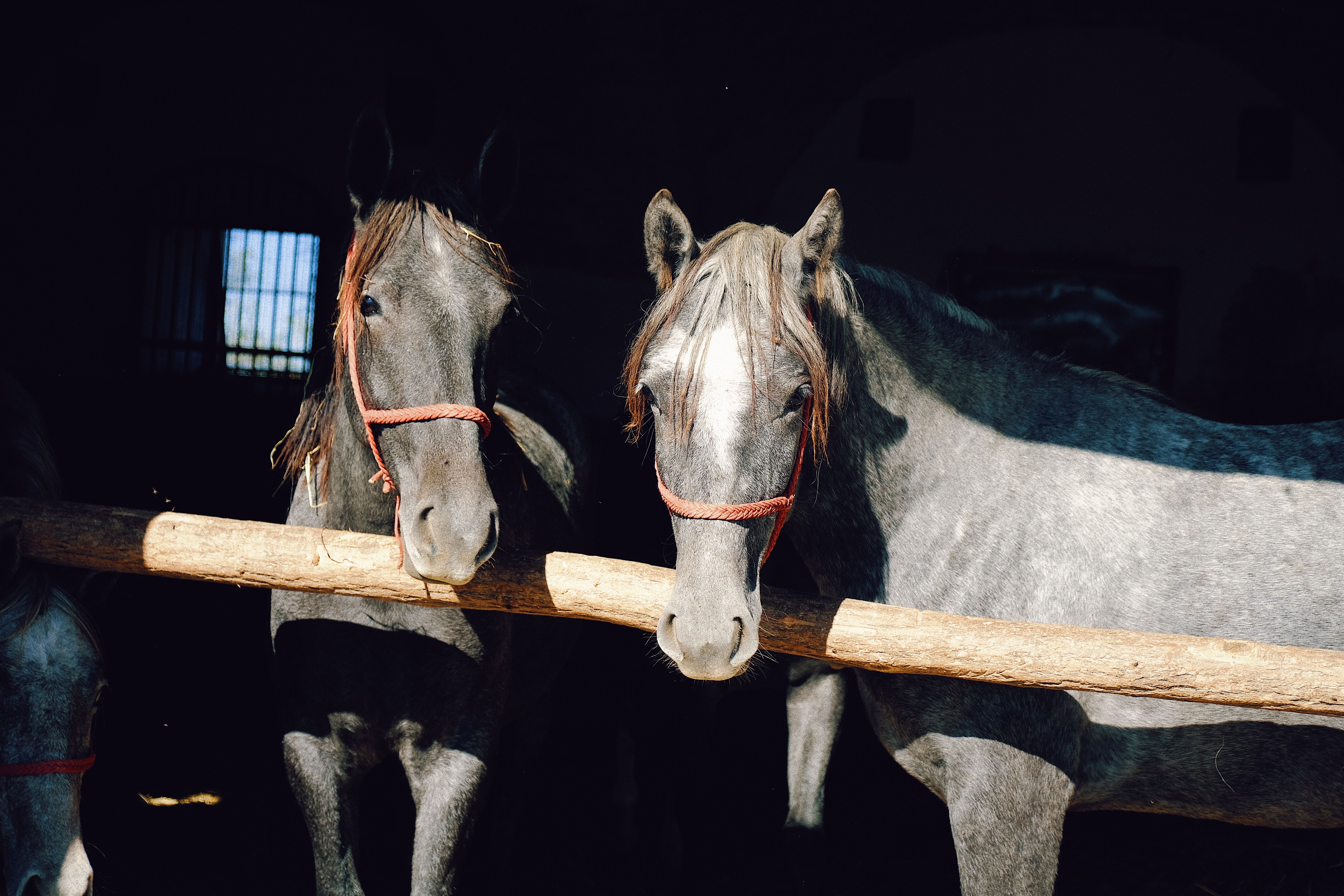 Portrait of a horse at a veterinary clinic