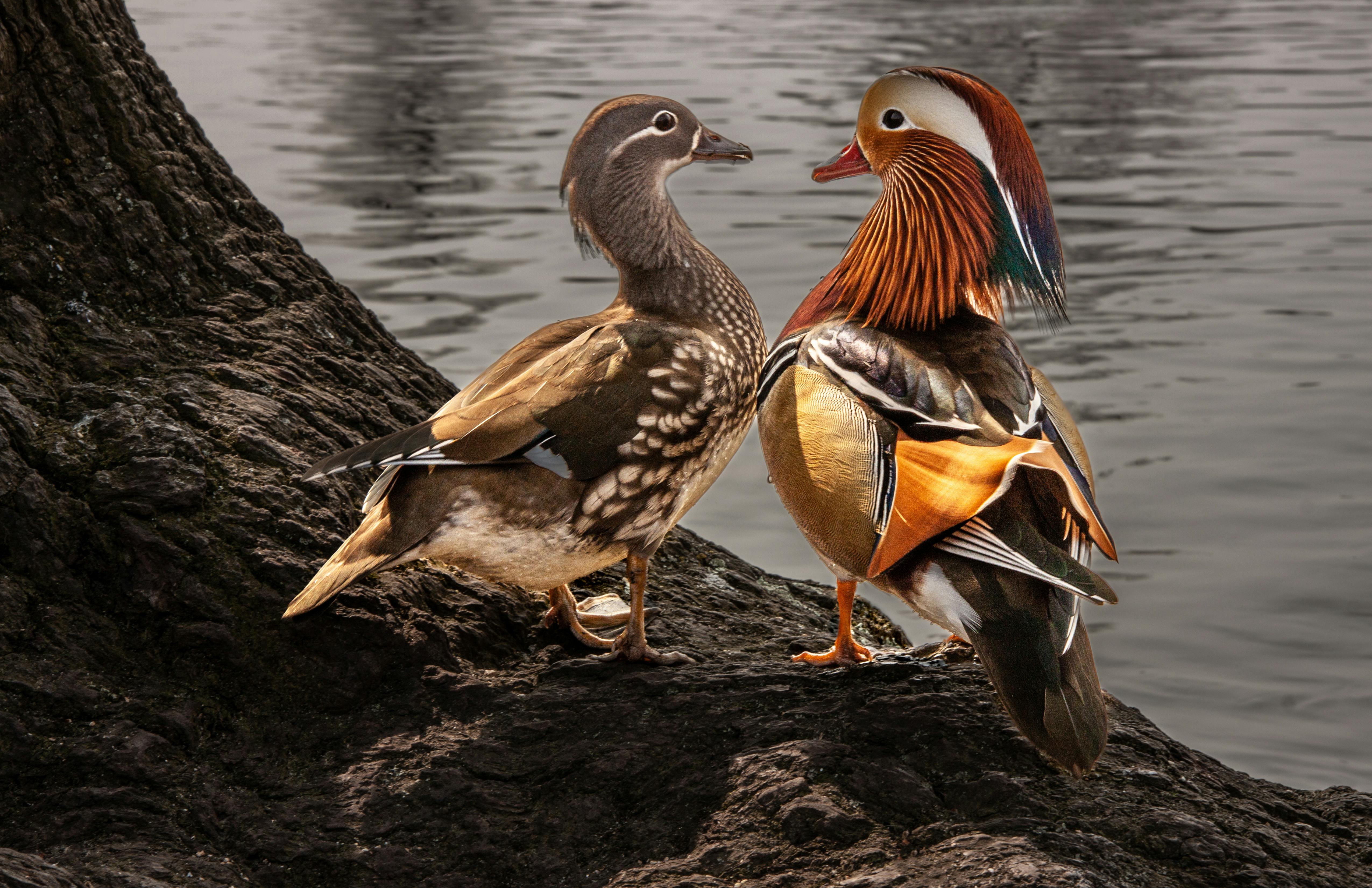 Two Mandarin Ducks by ArtPhoto on DeviantArt