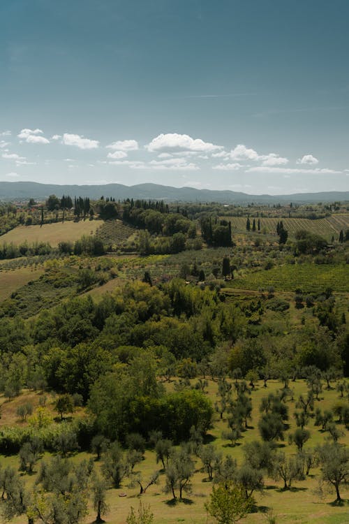 Drone Shot of Fields and Trees