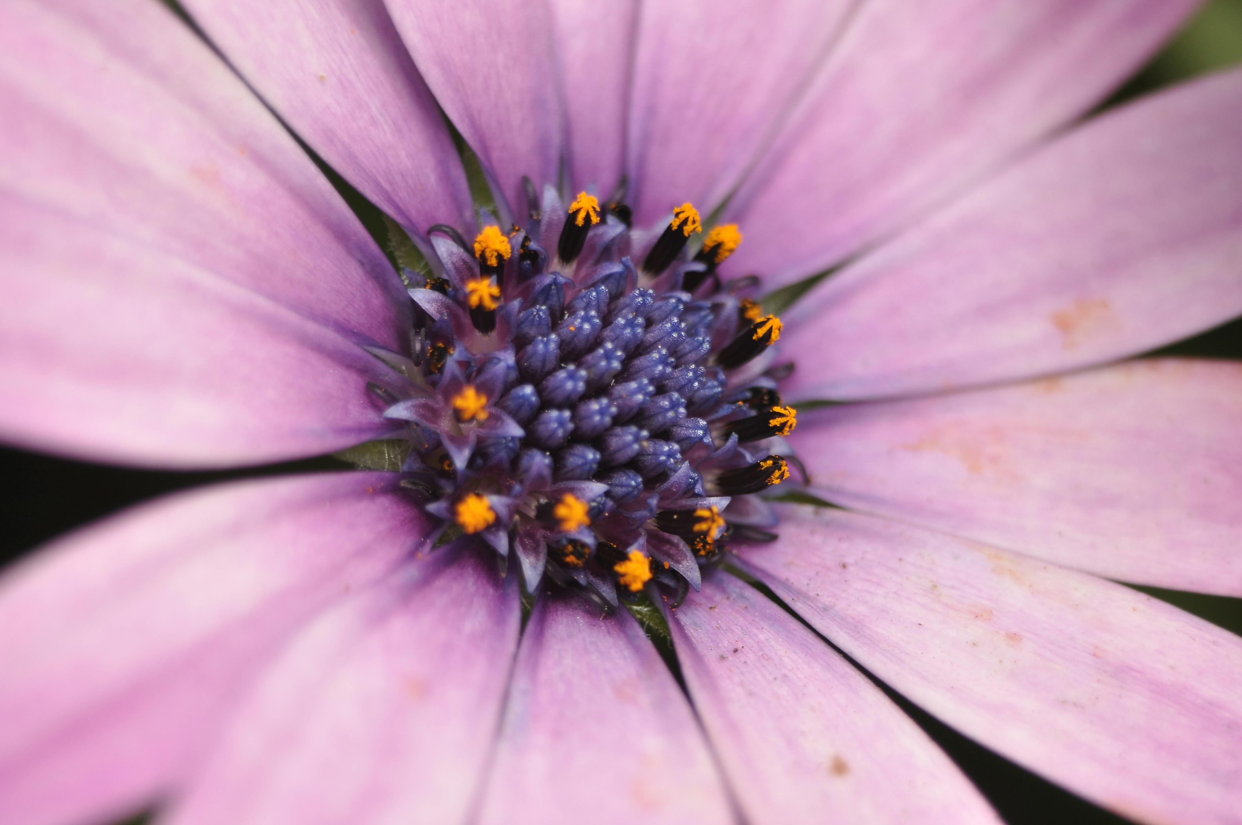 ভিয়োলেট ফুলের ইতিহাস