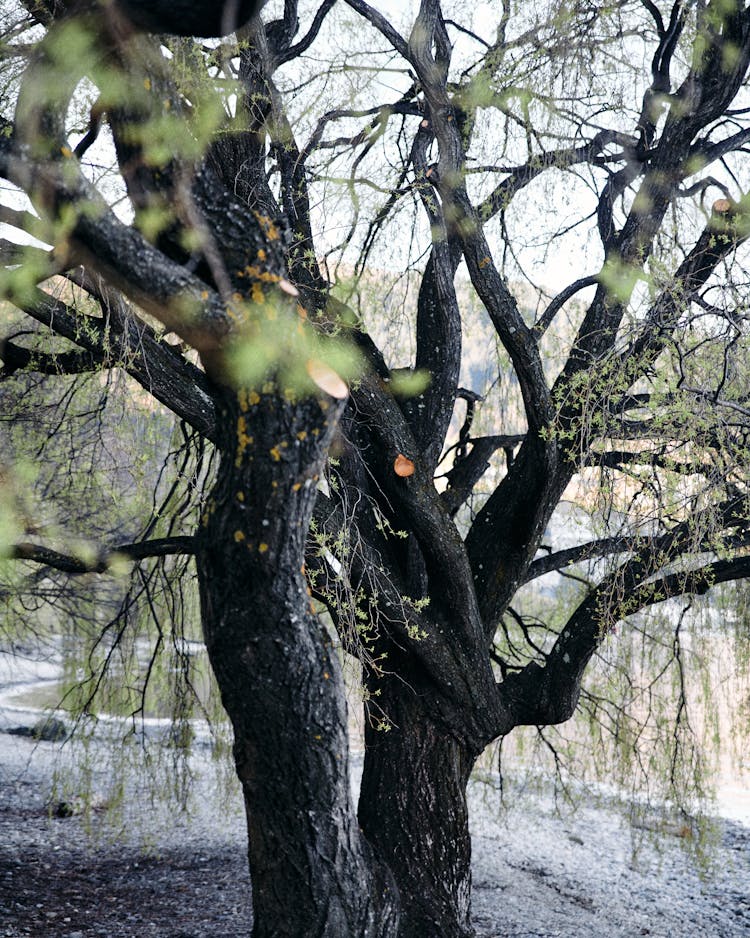 Tree On Dirt Ground Near A Body Of Water