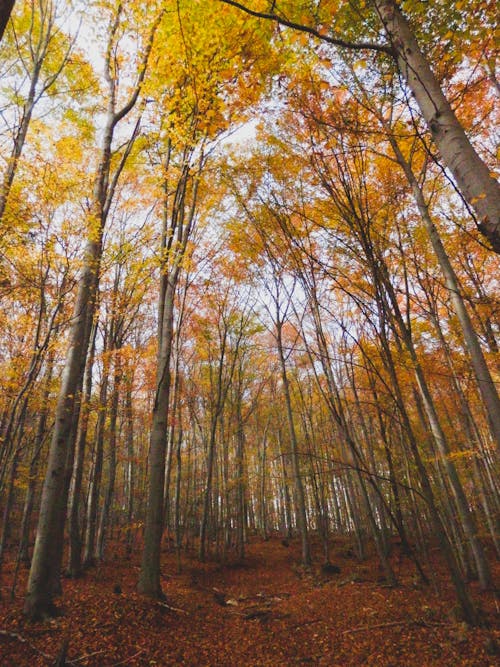 The Forest During Autumn 