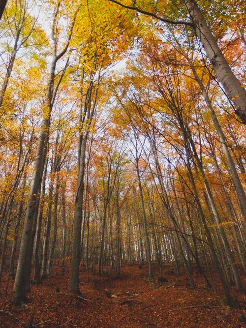 Free Tall trees with autumn leaves in Slovakia's forest showcase nature's beauty. Stock Photo