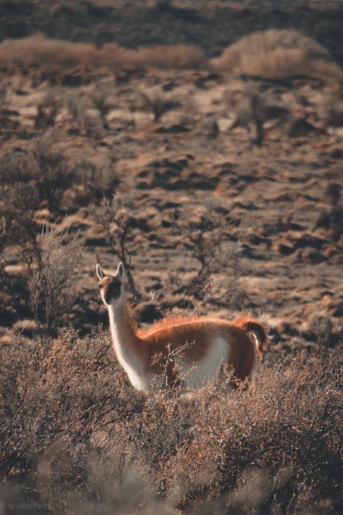 Guanaco in Meadow