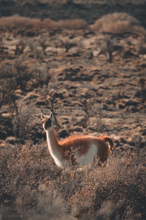 Free Guanaco standing in a rugged meadow in Santa Cruz, Argentina, showcasing wildlife and nature. Stock Photo