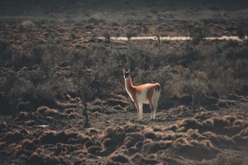 Free A solitary guanaco standing in open field under warm sunlight, surrounded by natural vegetation. Stock Photo