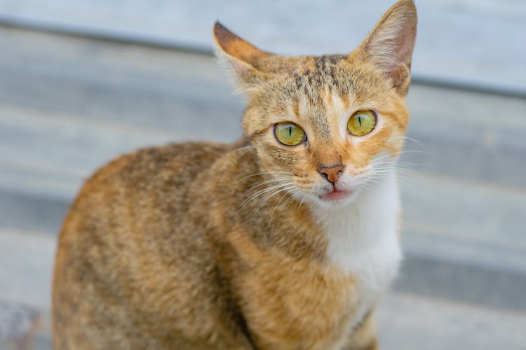 A Cat With Yellow Eyes 