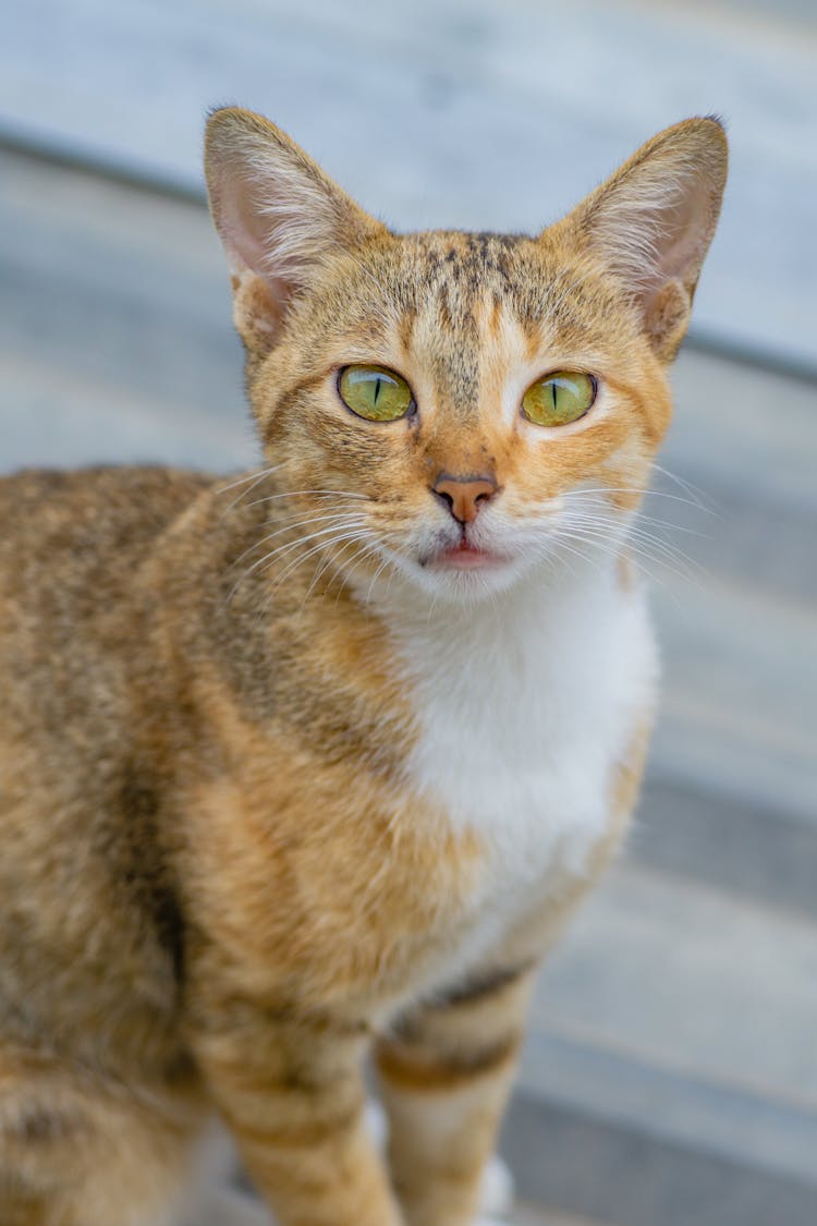 A Tabby Cat With Yellow Eyes 