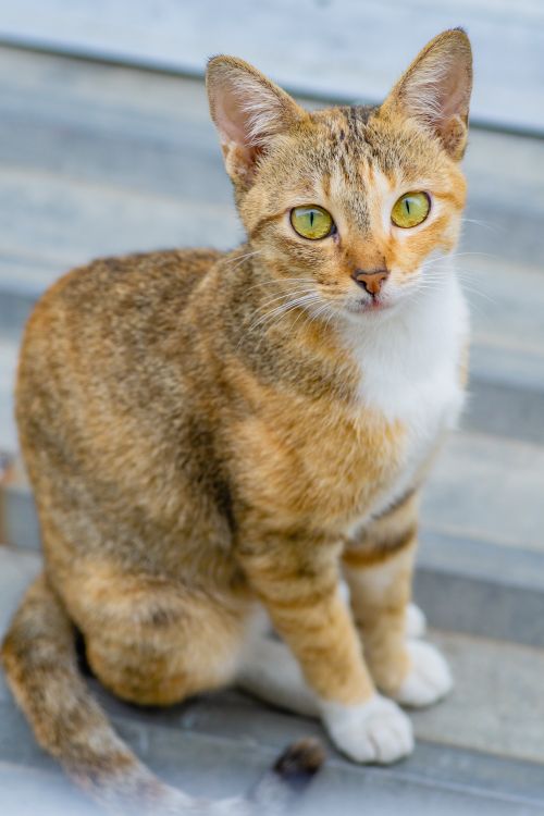 Free A close-up portrait of a tabby cat with bright yellow eyes sitting outdoors. Stock Photo