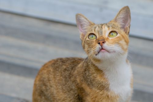 Free Charming close-up of a domestic cat with yellow eyes looking upwards. Perfect for pet lovers. Stock Photo