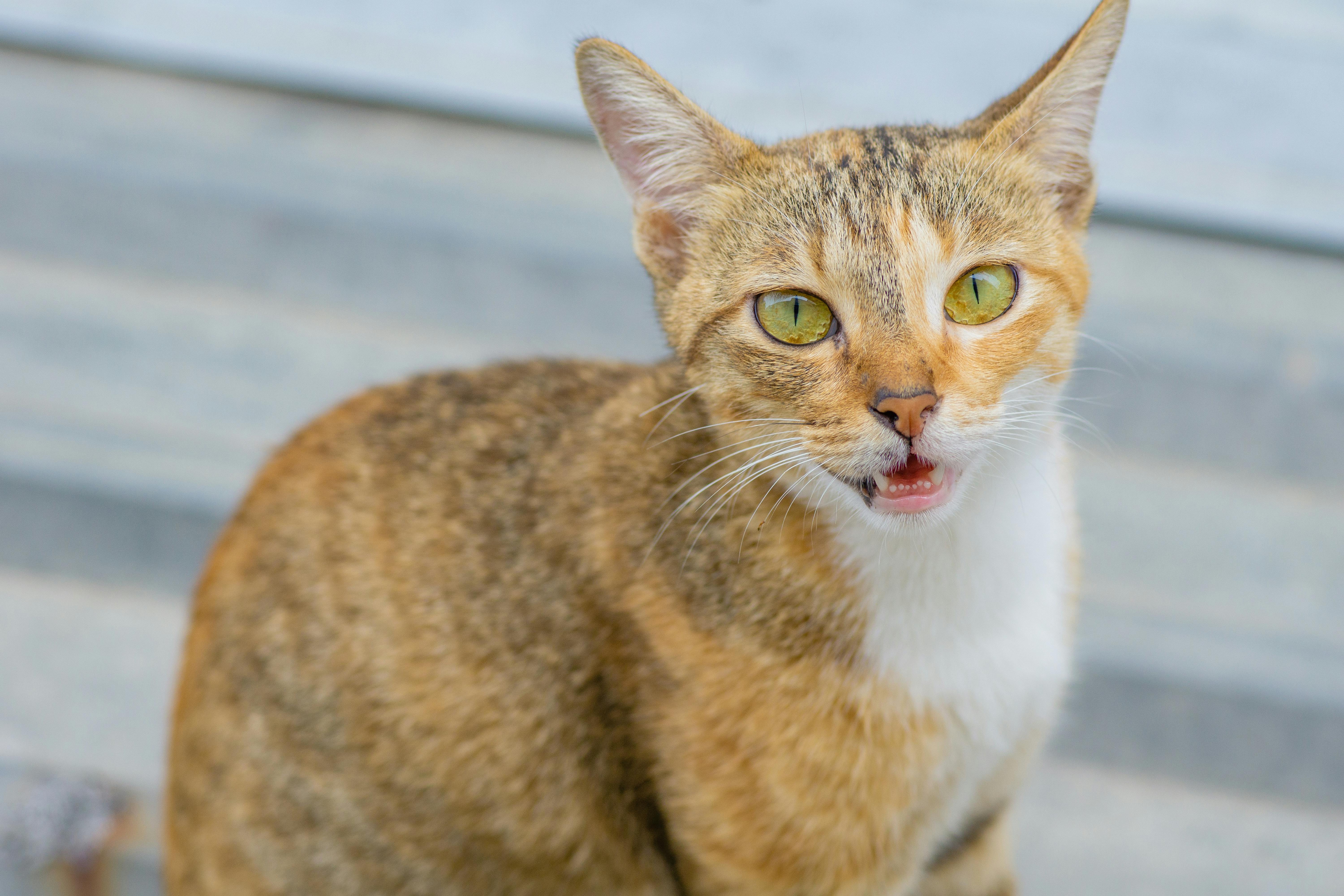 close up shot of a cat with yellow eyes