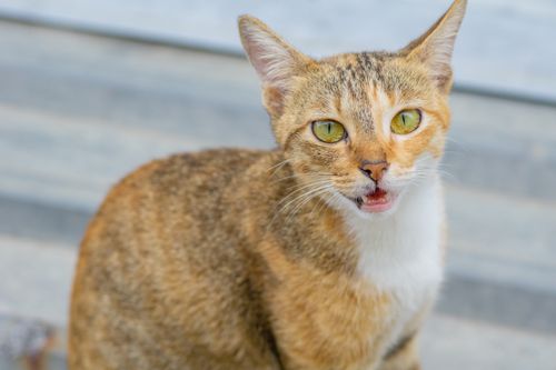 Free High-quality close-up of a curious domestic cat with striking yellow eyes and patterned fur. Stock Photo