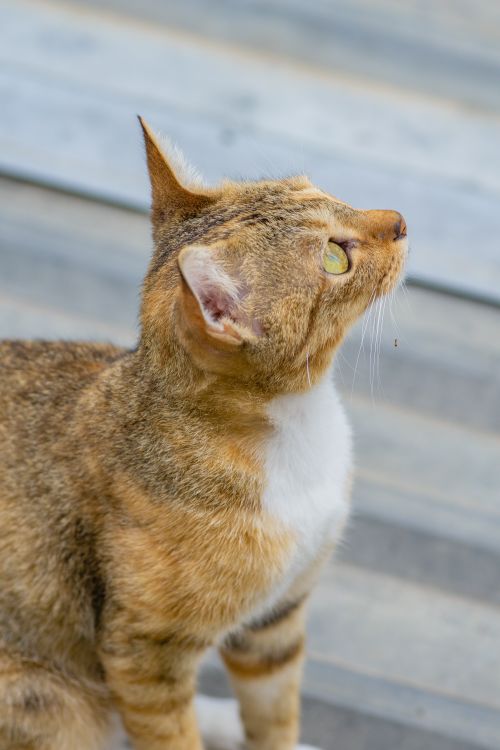 Free A close-up of a domestic short-haired cat gazing upward on a wooden surface. Stock Photo