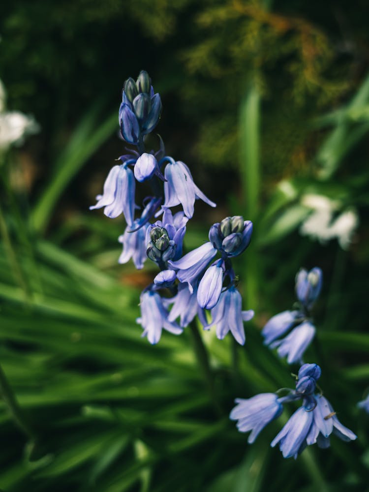 Beautiful Bluebell Flowers In Tilt Shift Lens