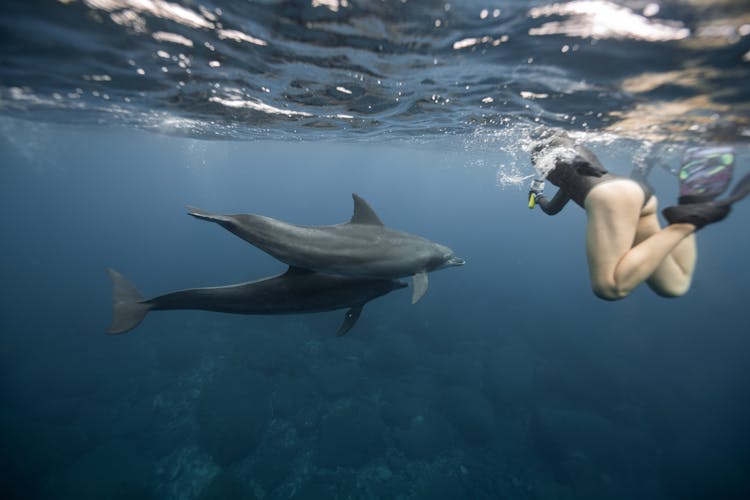 A Person Freediving With The Dolphins