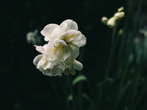 Fotobanka s bezplatnými fotkami na tému flóra, kvet, leto