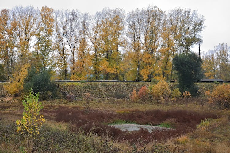 Green Grass Field With Trees