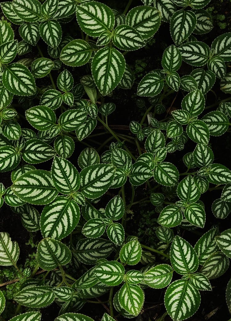 Lush Foliage Background