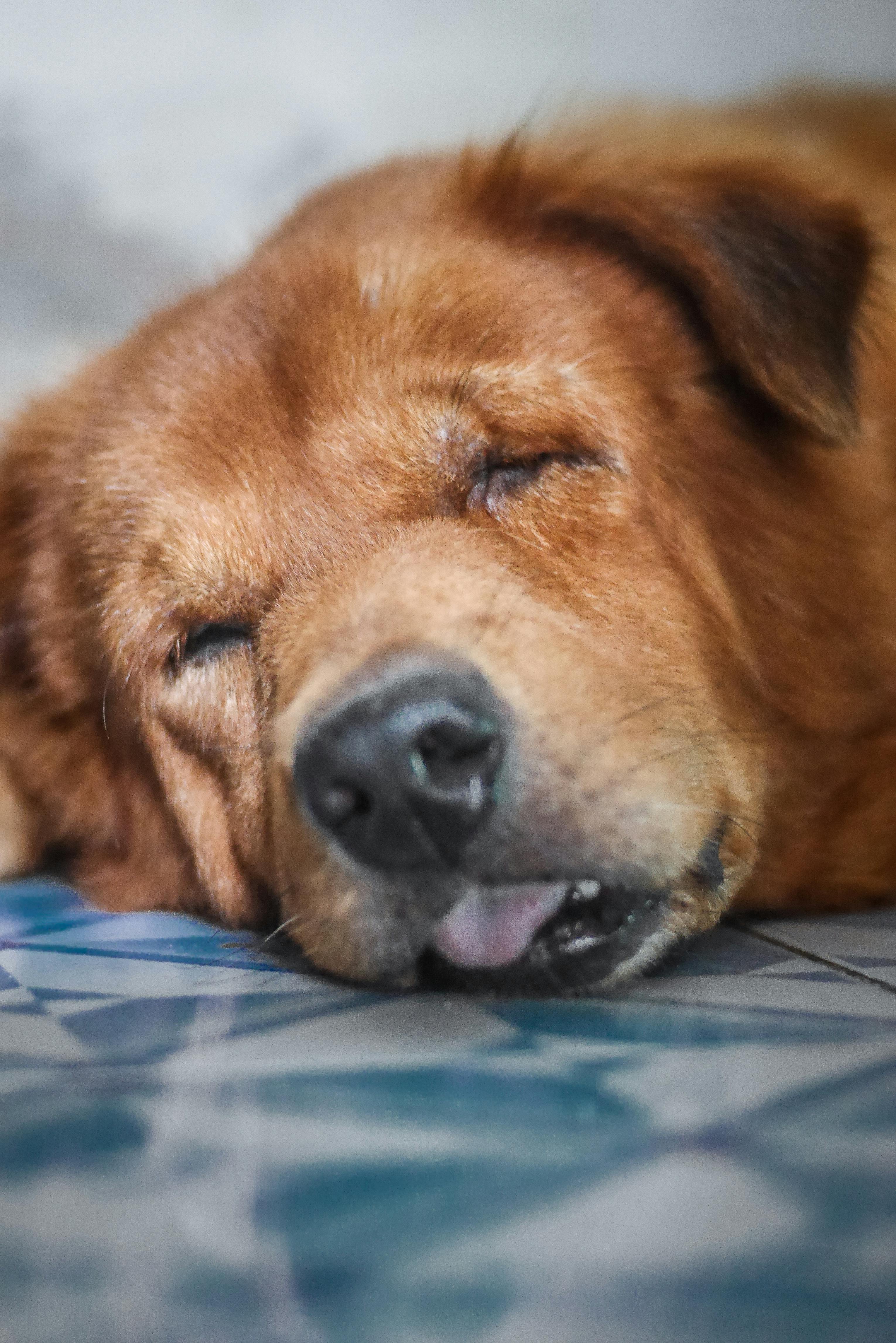 pexels-photo-1378305.jpeg?auto=compressu0026cs=tinysrgbu0026h=750u0026w=1260